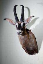 Roanantilope Schedel - Hippotragus equinus - 75 cm - 125 cm, Collections, Collections Animaux