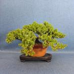 Jeneverbes bonsai (Juniperus) - Hoogte (boom): 12 cm -