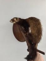 furet Support de corps entier pour taxidermie - Mustela, Nieuw