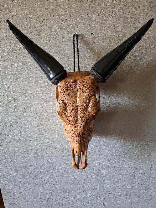 Koe Gesneden schedel - Onbekend - 50 cm - 45 cm - 16 cm -, Antiek en Kunst, Kunst | Designobjecten