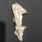Zeereptiel - Gefossiliseerde kaak - Mosasaurus sp. - 23 cm -