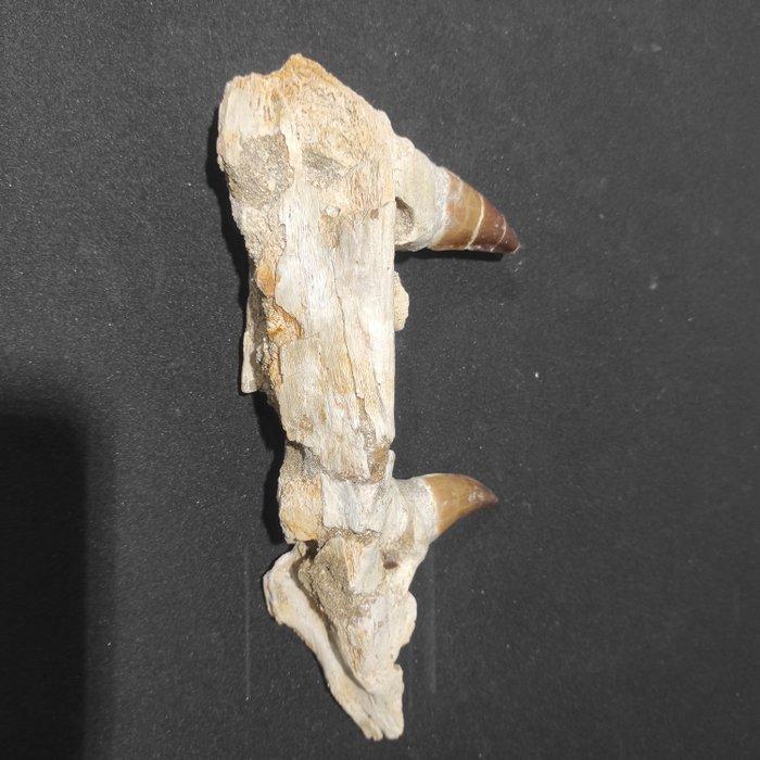 Zeereptiel - Gefossiliseerde kaak - Mosasaurus sp. - 23 cm -, Collections, Minéraux & Fossiles
