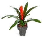 Kunstplant Bromelia Continental 45 cm, Huis en Inrichting, Kamerplanten, Verzenden