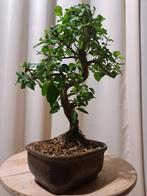 Liguster bonsai (Ligustrum) - Hoogte (boom): 25 cm - Diepte