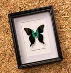 Papillon Support de corps entier pour taxidermie - Papilio, Nieuw