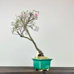 Azalea bonsai (Rhododendron) - Hoogte (boom): 52 cm - Diepte