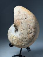 Jurassic Franse Nautilus - Gefossiliseerde schelp