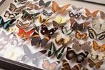 Gemengde Vlinders van de wereld - Nyphalidae, Pieridae,, Nieuw