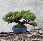 Jeneverbes bonsai (Juniperus) - Hoogte (boom): 18 cm -