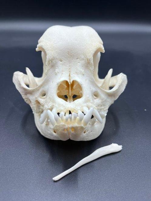 Hond Schedel - Franse bulldog - 0 cm - 0 cm - 0 cm - (1), Verzamelen, Dierenverzamelingen