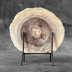 C - Indrukwekkende grote versteende palmwortel-snij op een