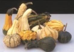 Harrow Smith Select kalebas 1000 zaden, Hobby en Vrije tijd, Knutselen, Nieuw