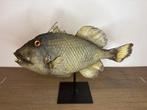 Queen Triggerfish Taxidermie volledige montage - Balistes