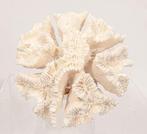 Verzamelobject: bloemkoolkoraal op marmeren sokkel., Verzamelen, Nieuw