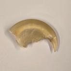 Tijger Taxidermie volledige montage - Panthera tigris - with, Nieuw