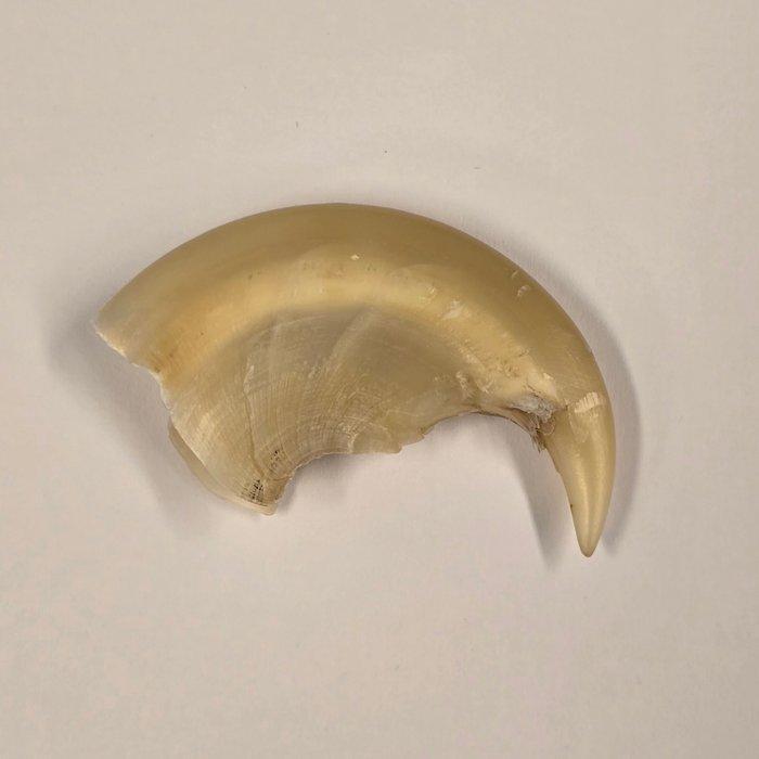 Tijger Taxidermie volledige montage - Panthera tigris - with, Verzamelen, Dierenverzamelingen