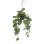 Kunstplant - Anthurium Clarinervium - Aderplant - 80 cm, Nieuw