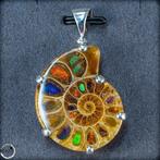 Zeer zeldzaam ammoniet & ammolit - fossiel fragment 925