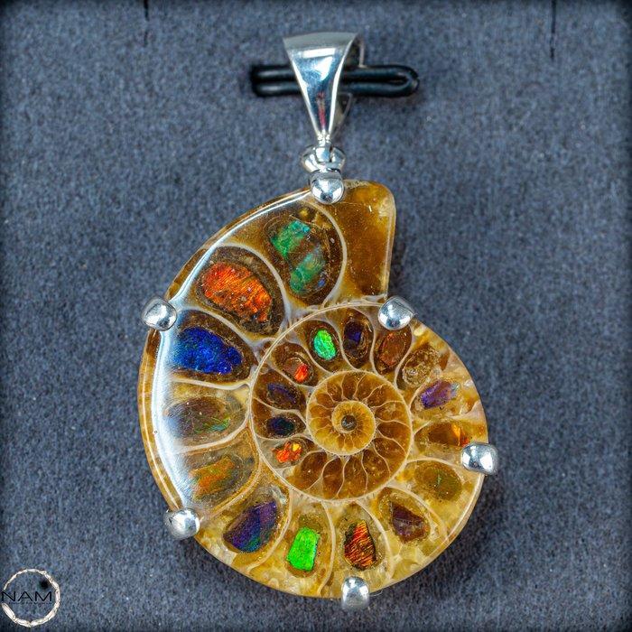 Zeer zeldzaam ammoniet & ammolit - fossiel fragment 925, Collections, Minéraux & Fossiles