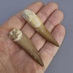 Big fossil Plesiosaur (2) - Fossiele tanden - Plesiosaurus