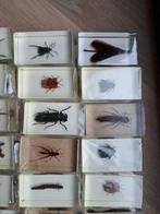 32 insecten in hars Taxidermie volledige montage - Insecten, Nieuw
