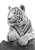 Schu - White tiger