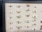 Vlinder Taxidermie wandmontage - Lepidoptera - 63 cm - 63 cm
