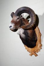 Large Mouflon head-mount Taxidermie wandmontage - Ovis a.