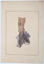 F. D. Reisseisen - [Elephant folio] Über den Bau der Lungen.