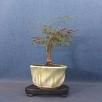 Heiliger-Bambus-Bonsai (Nandina domestica) - Hoogte (boom):