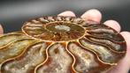 Ammoniet - Gefossiliseerde schelp - Cleoniceras sp. - 9.9 cm, Verzamelen, Mineralen en Fossielen