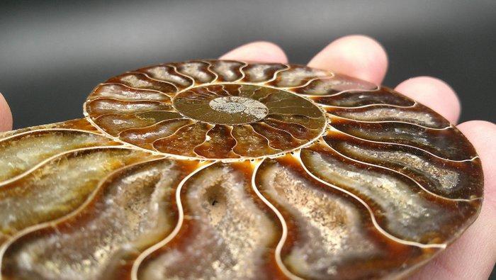 Ammoniet - Gefossiliseerde schelp - Cleoniceras sp. - 9.9 cm, Verzamelen, Mineralen en Fossielen