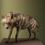 Gestreepte Hyena Taxidermie Opgezette Dieren By Max, Ophalen of Verzenden, Nieuw, Wild dier, Opgezet dier