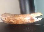 Wolharige mammoet - Gefossiliseerde slagtand - 29 cm - 11 cm