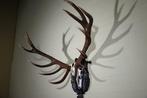 Large Red Stag - head-mount on shield - Taxidermie