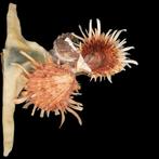 Mariene symbiose tussen Malleus albus en Spondylus Zeeschelp