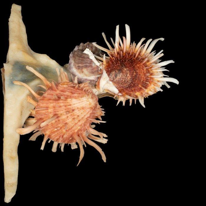 Mariene symbiose tussen Malleus albus en Spondylus Zeeschelp, Antiek en Kunst, Curiosa en Brocante