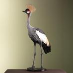 Kraanvogel Taxidermie volledige montage - Balearica, Nieuw