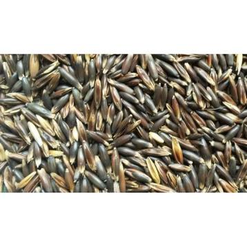 Zwarte haver vol 20kg (15kg + 5kg gratis) - losse zak