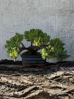 Jeneverbes bonsai (Juniperus) - Hoogte (boom): 15 cm -, Antiek en Kunst