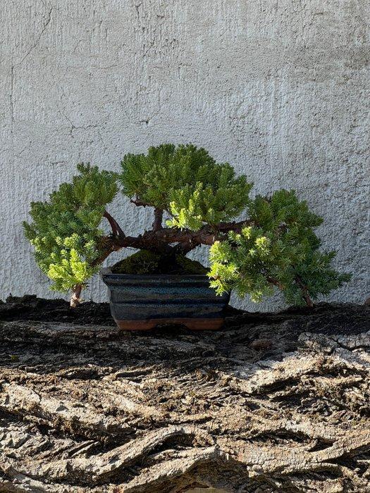 Jeneverbes bonsai (Juniperus) - Hoogte (boom): 15 cm -, Antiek en Kunst, Curiosa en Brocante