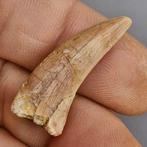 Dinosaure de meilleure qualité - Dent fossile -