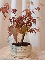 Japanese maple bonsai (Acer palmatum) - Hauteur (arbre) : 25