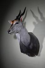 Large Safari head-mount Taxidermie wandmontage - Eland -, Antiquités & Art