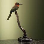 Roodkeelbijeneter Taxidermie Opgezette Dieren By Max, Verzamelen, Dierenverzamelingen, Ophalen of Verzenden, Nieuw, Vogel, Opgezet dier