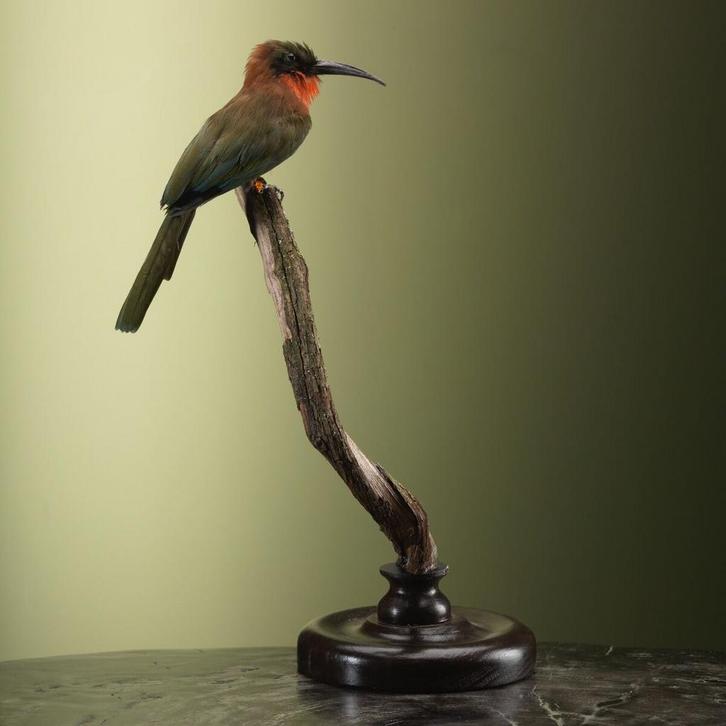 Roodkeelbijeneter Taxidermie Opgezette Dieren By Max, Verzamelen, Dierenverzamelingen, Opgezet dier, Nieuw, Vogel, Ophalen of Verzenden