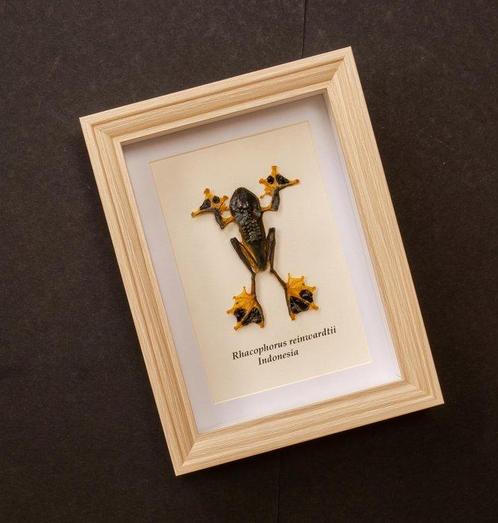 Grenouille Support de corps entier pour taxidermie -, Verzamelen, Dierenverzamelingen