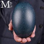 Emu-ei – Dromaius novaehollandiae – natuurlijke lege schaal