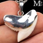 Requin Ensemble de dents - Galeocerdo Cuvier - 35 mm - 28.5