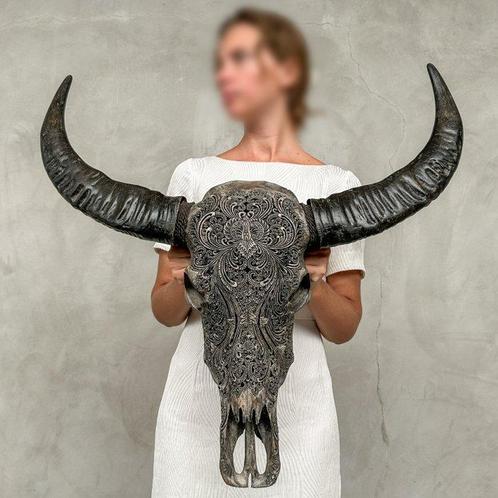 PAS DE PRIX MINIMUM - C- Grand Crâne deau de bœuf antique, Antiek en Kunst, Kunst | Designobjecten